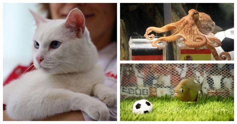 achilles the psychic cat predicts russia will win world cup opener