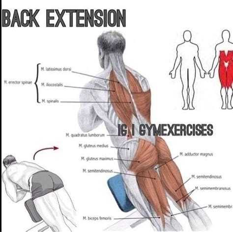 Back Extension Good Back Workouts Basic Gym Workout Planet Fitness
