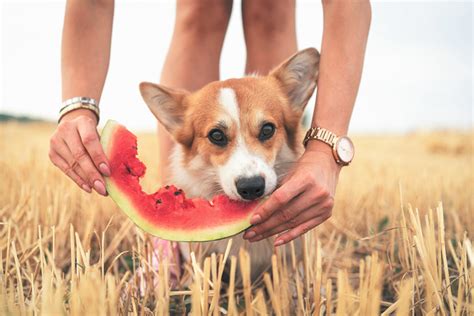 Brown rice is a popular ingredient in dog food for pups with kidney disease, thanks to its high digestibility. Treats for the Dog with Kidney Disease - TuftsYourDog