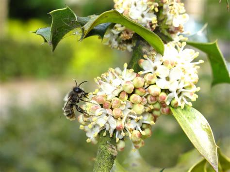 Bees in tree trunk compared to bees in standard langs. BugBlog: Tree bees. 1. Holly.