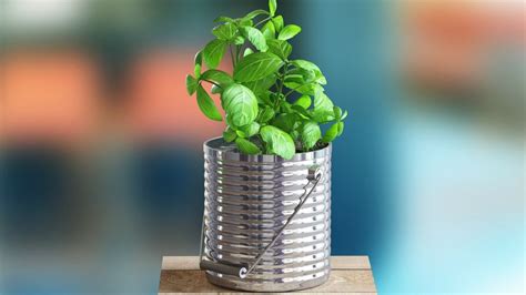 Container Gardening 101 Top Tips No Yard Required