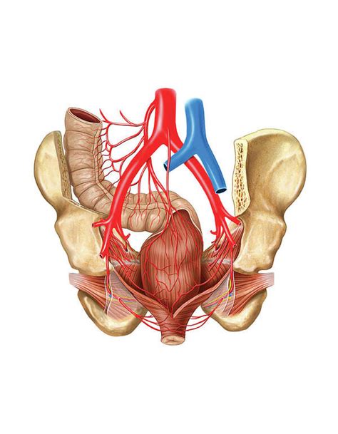 Arterial System Of The Pelvic Cavity Art Print By Asklepios Medical Atlas