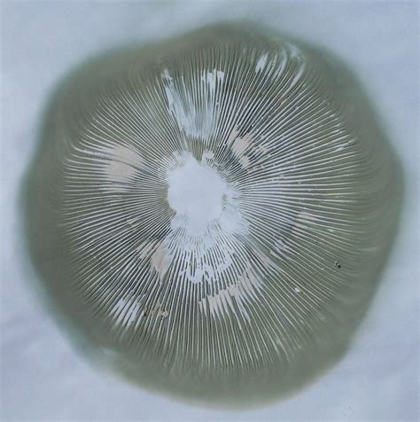 Just A Spore Print Of The Most Commonly Consumed Poisonous Mushroom In