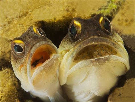 Mouthbrooding Fish Bring Child Care To A New Level Ocean Conservancy