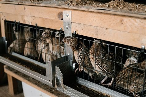 The 6 Best Quail Cages For Home Happy Quails