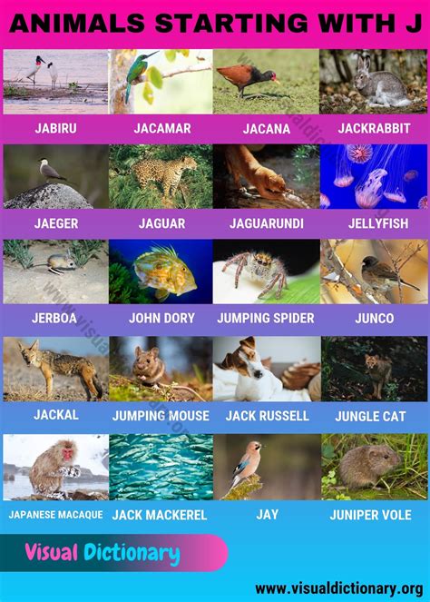 21 greek names that start with j. Animals that Start with J: Common Names of 20 Popular ...