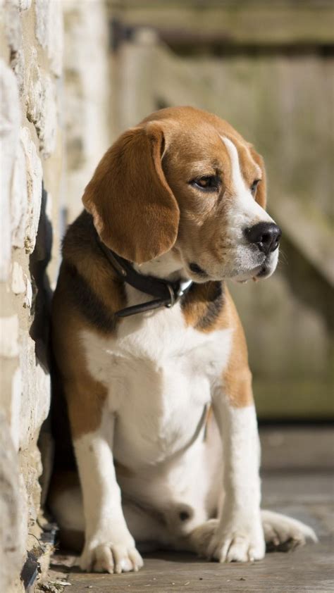 Baby Beagles Wallpapers Wallpaper Cave