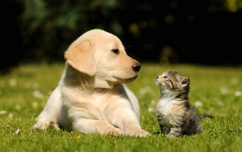 Cat And Dog Desktop Wallpapers Top Free Cat And Dog Desktop