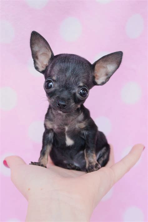 Miniature chihuahua for sale, teacup chihuahua puppies for sale, long haired chihuahua puppies. Tiny Teacup Chihuahua Puppies For Sale in South Florida ...