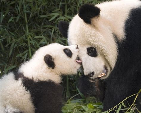 Pin By Cheryl Reardon On Pandas Panda Bear Cute Animals Panda