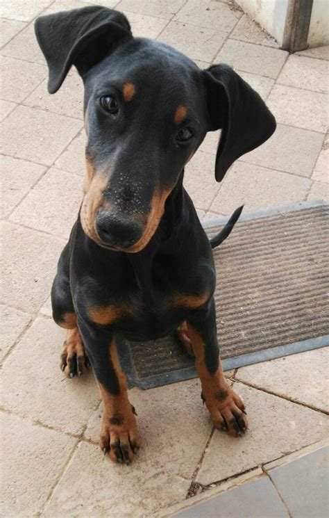 My Baby Doberman Pup April Aww