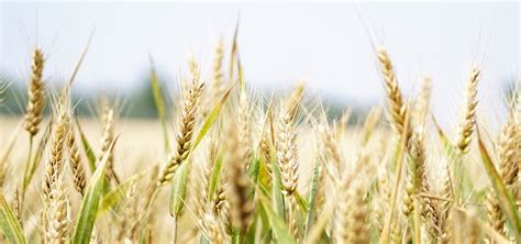 Zašto Je Pšenica Jedna Od Najčešćih Izbora Za Uzgoj U Srbiji Sepetka