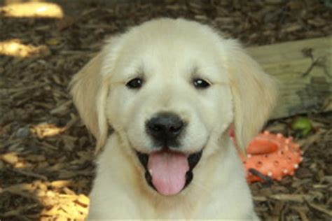 Golden retriever puppies are one of the most popular dog breeds for a reason! Golden Retriever Puppies For Sale : Puppies for Sale ...