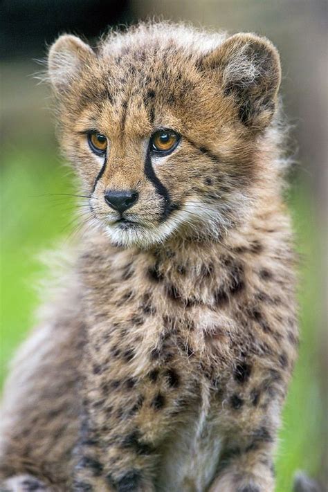 2413 Best Wild Cats Images On Pinterest Big Cats Wild