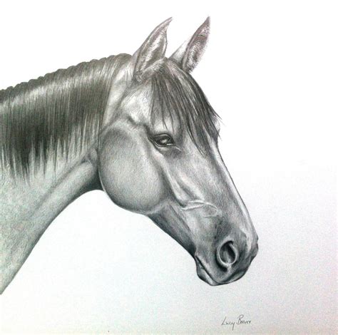 Print Horse Head Drawing In Graphite
