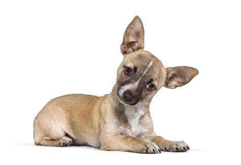 Chihuahua Terrier Mix Guide Complet 2021 Madame Lelica