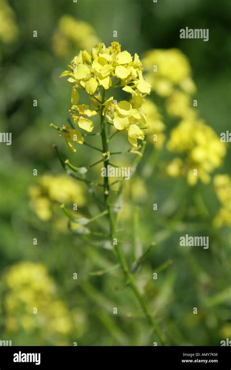 Black Mustard Brassica Nigra Crucifera Brassicaceae Stock Photo Alamy