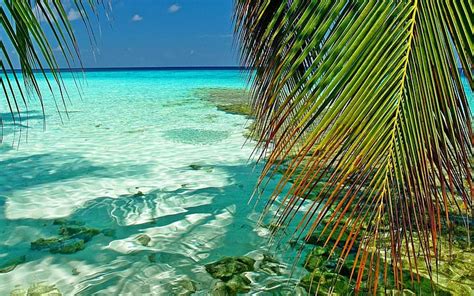 Hd Wallpaper Green Palm Tree Nature Landscape Maldives Tropical