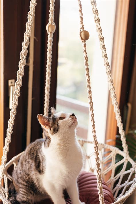 Cat Hammock Pdf Pattern Cat Bed Tutorial Diy Macrame Cat Etsy