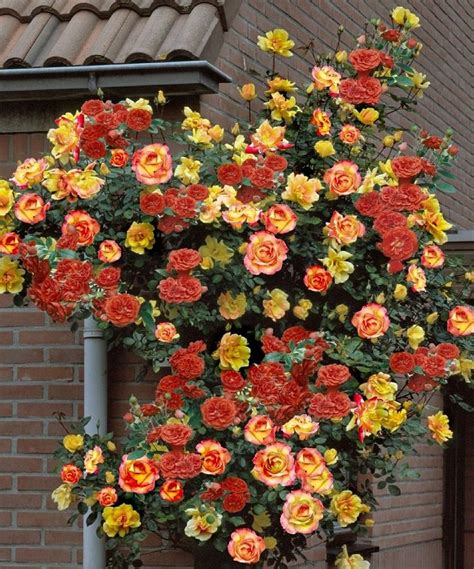 Maybe you would like to learn more about one of these? Climbing Rose Bush Trellis in 2020 | Climbing roses ...