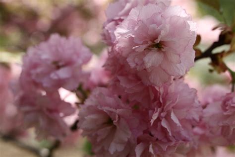 Macro Bloom Tree Spring Flowering Trees Free Nature Pictures By