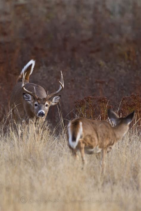 Whitetail Bucks Coming Out Of The Closet Rut Heads For Nov 20 Peak