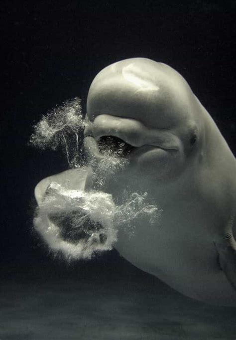 Beluga Whales Blowing Bubbles In Japan Gagdaily News