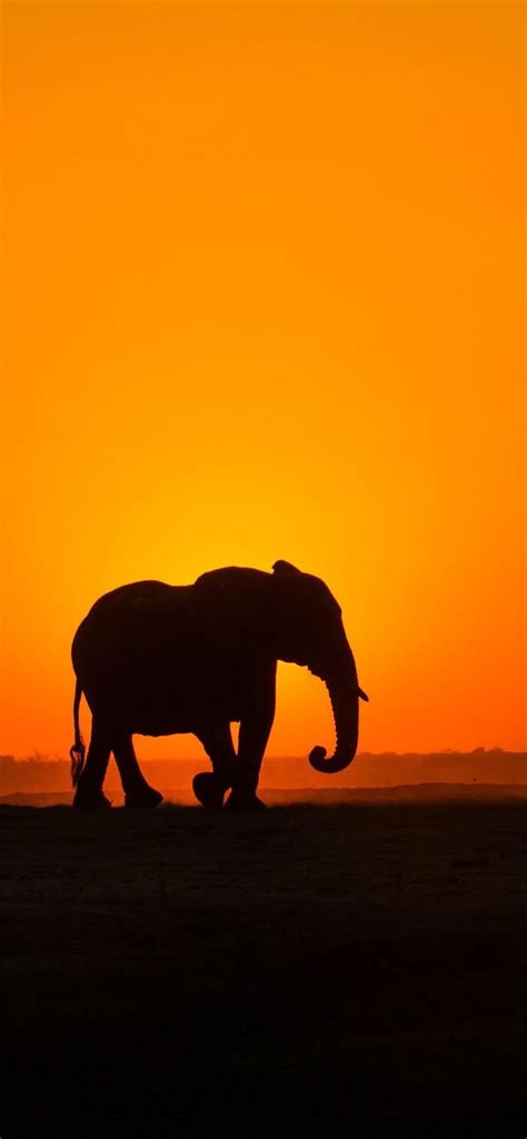 Elephant Elephant Wallpaper Africa Sunset Sunset Silhouette