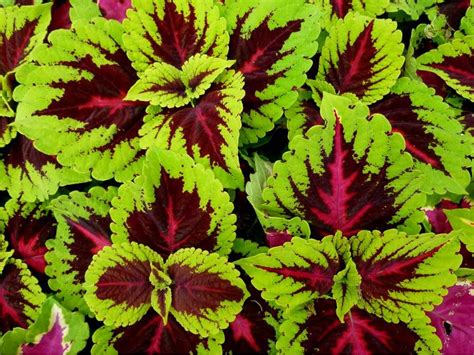 Sun Coleus Striking Bold Colors Huge Selection In Our Greenhouses