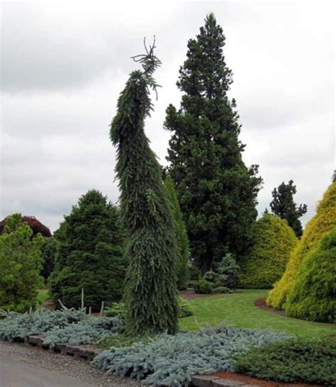 Evergreen Trees For The Garden Conifers Garden Patio Trees