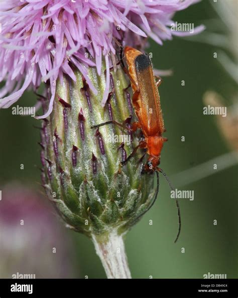 Close Up Of A Male And Female Common Red Soldier Beetle Rhagonycha