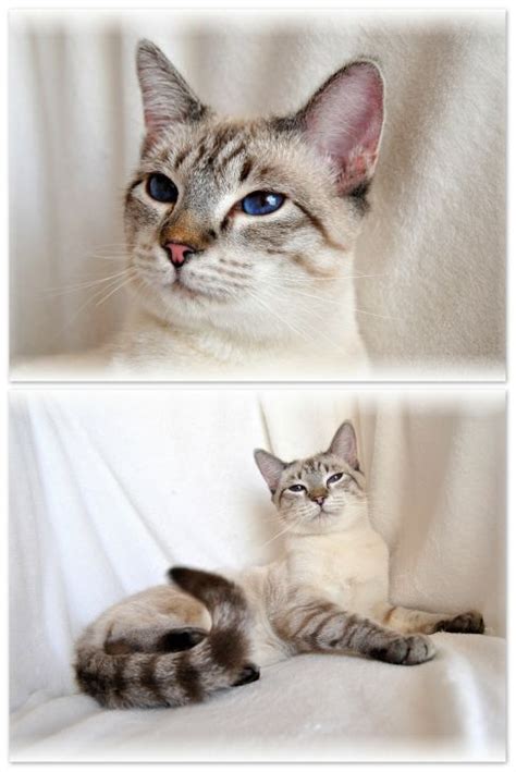 What Does Siamese Cats Look Like British Shorthair