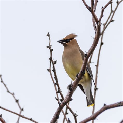 Classic Desert Birds Foothills Clusters Wildlife