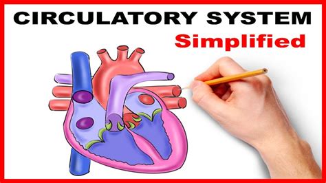 Circulatory System Physiology Heart Simplified Youtube