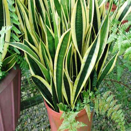 Areca palm dapat tumbuh lebih besar daripada tanaman hias lainnya dan memiliki daun yang indah seperti kipas. Tanaman Yang Bagus Ditanam Didepan Rumah | Desain Rumah ...