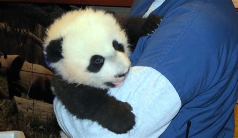 Giant Panda Mei Xiang Gives Birth To Fourth Cub At Us National Zoo In