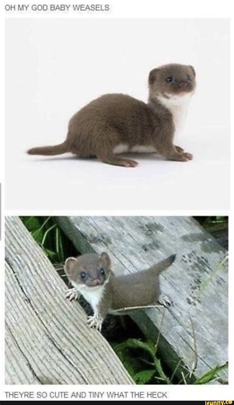 Oh My God Baby Weasels Aaa Theyre So Cute And Tiny What The Heck Ifunny