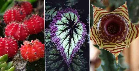 Unique Cool And Unusual Houseplants You Need To Grow