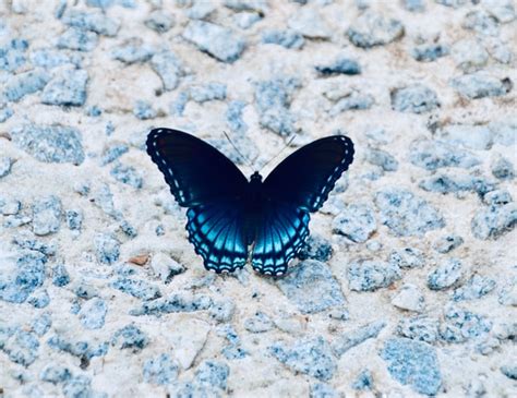 Meaning Of Black And Blue Butterfly Very Suprising And Can Change Your Life