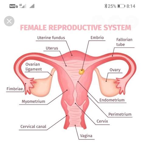 One of the most important things that you will need to talk about will be where on your body the problem is located. (a) Draw a sectional view of human female reproductive system and label the part where (i) eggs ...