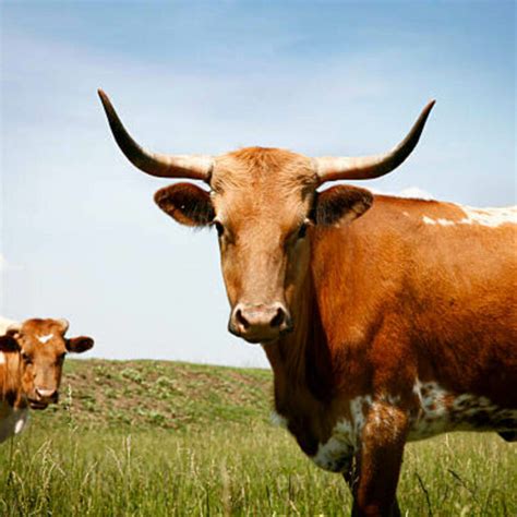 ¿cuál Es La Diferencia Entre Una Vaca Un Toro Un Búfalo Y Un Buey