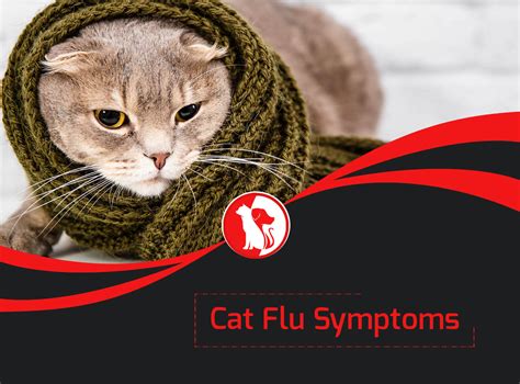 Cat Flu Symptoms What To Look For