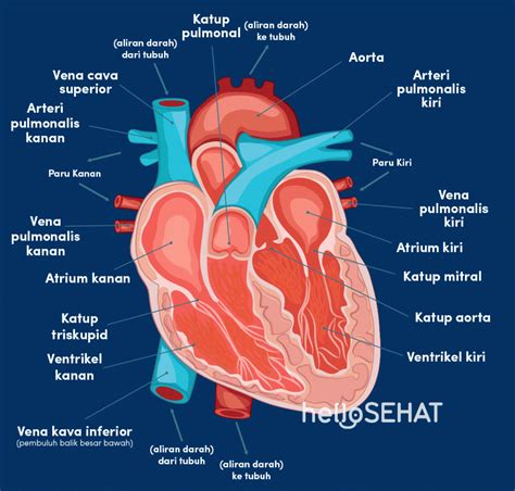 9 Cara Menjaga Kesehatan Jantung Yang Penting Dilakukan