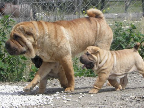 Отзывы покупателей, достоинства и недостатки. Shar pei / Kínai harcikutya
