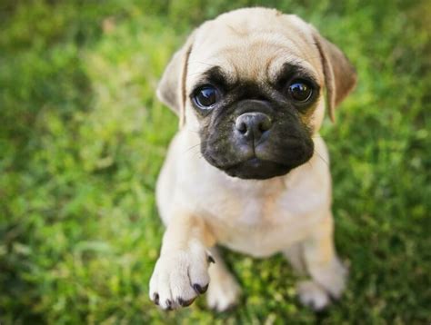 All You Need To Know About Pug Chihuahua Mix The Pet Town