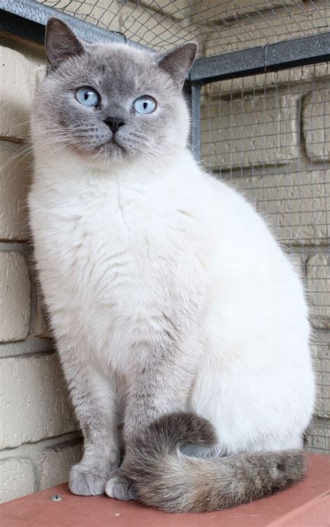 Blue Colourpoint British Pretty Cats Beautiful Cats Cute Cats