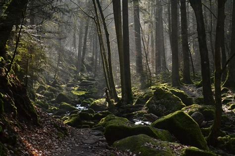 Black Forest Hutan Indah Yang Menyimpan Misteri Bikin Wisatawan