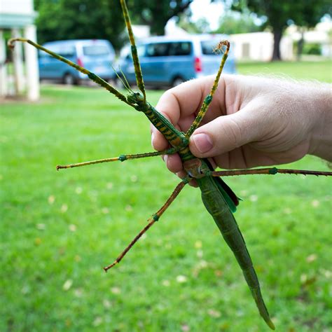 10 Weird Insects Found In Australia Western Allpest Services Pest