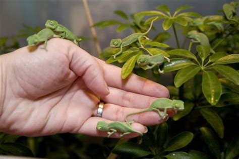 10 Interesting Facts About Chameleons Baby Chameleon Chameleon