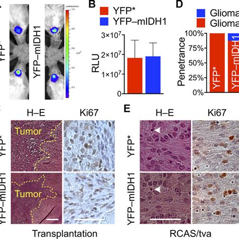 Dependence Of Idh1 R132h Expression On Cdkn2a Deletion In Orthotopic